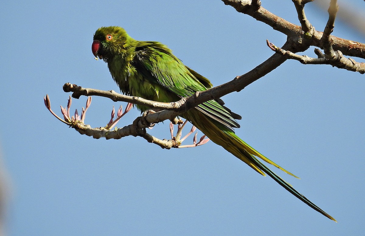Rose-ringed Parakeet - ML644403057