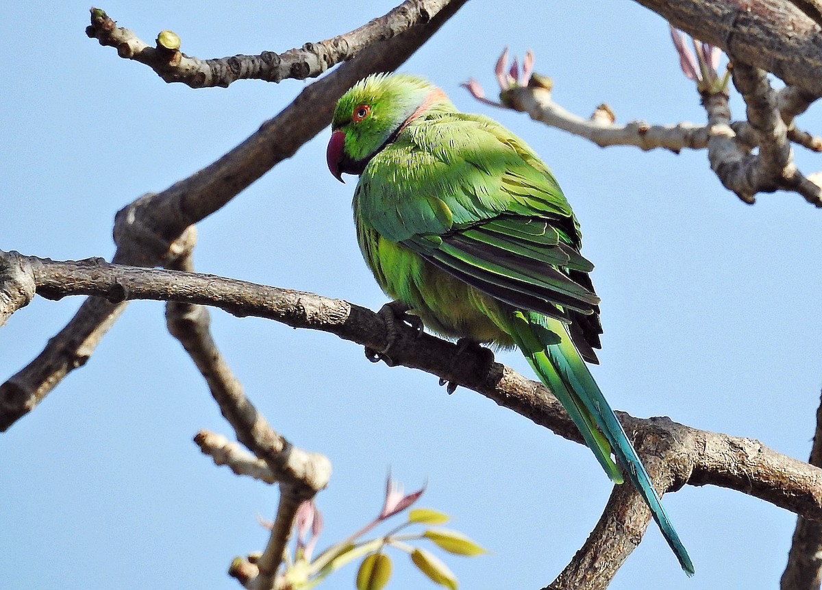 Rose-ringed Parakeet - ML644403058