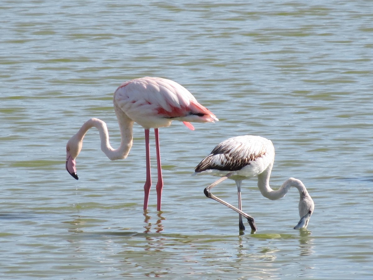 Greater Flamingo - ML644403066