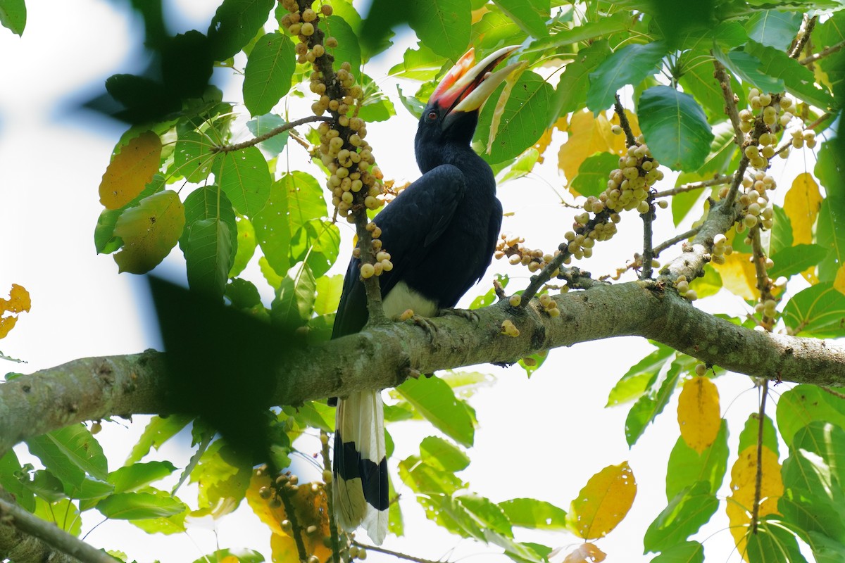 Rhinoceros Hornbill - ML644403067