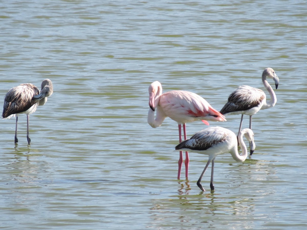 Greater Flamingo - ML644403068