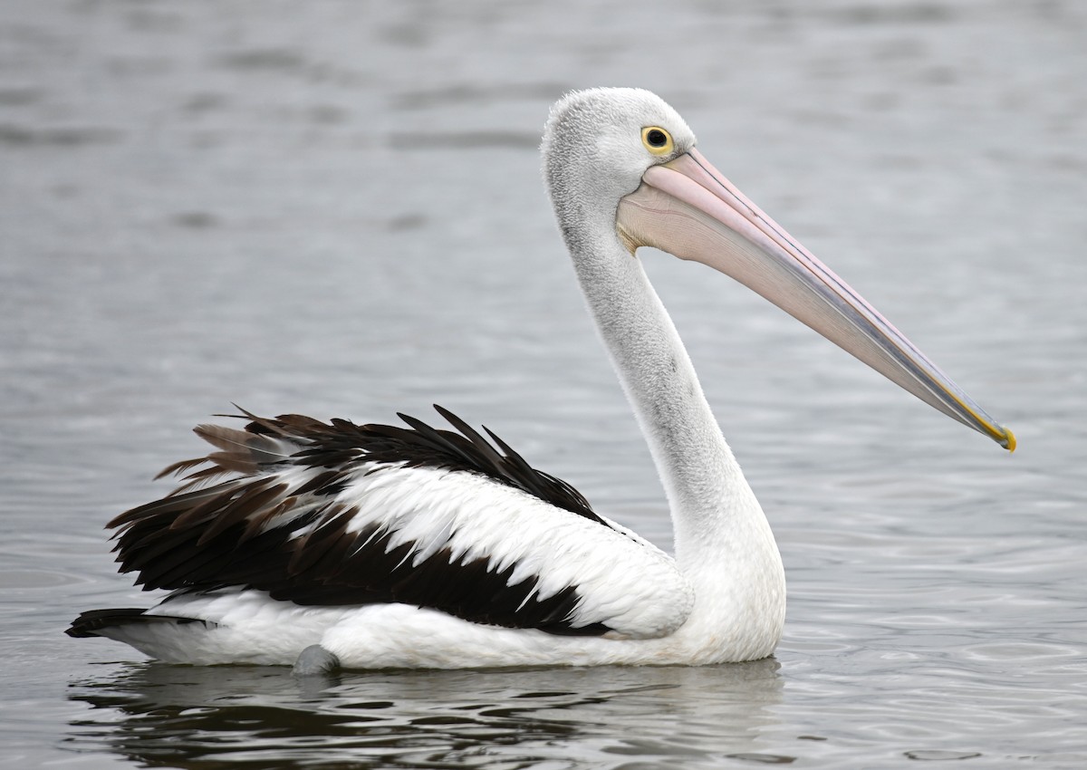 Australian Pelican - ML644403069