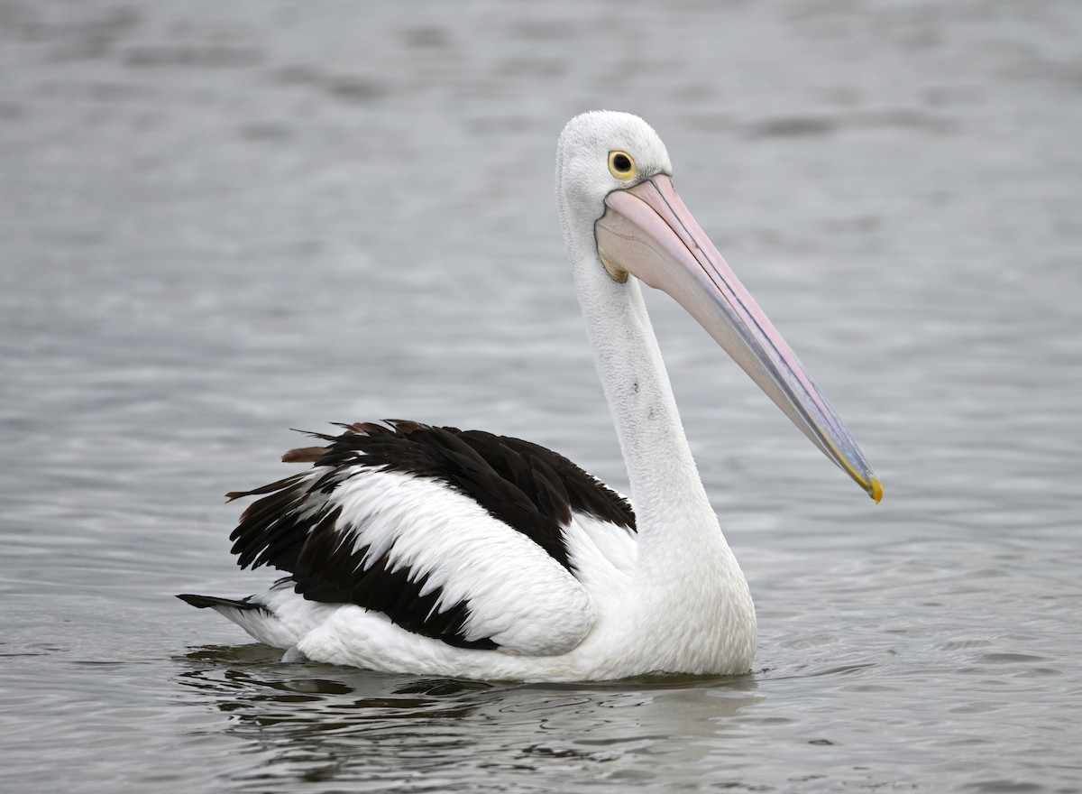 Australian Pelican - ML644403070