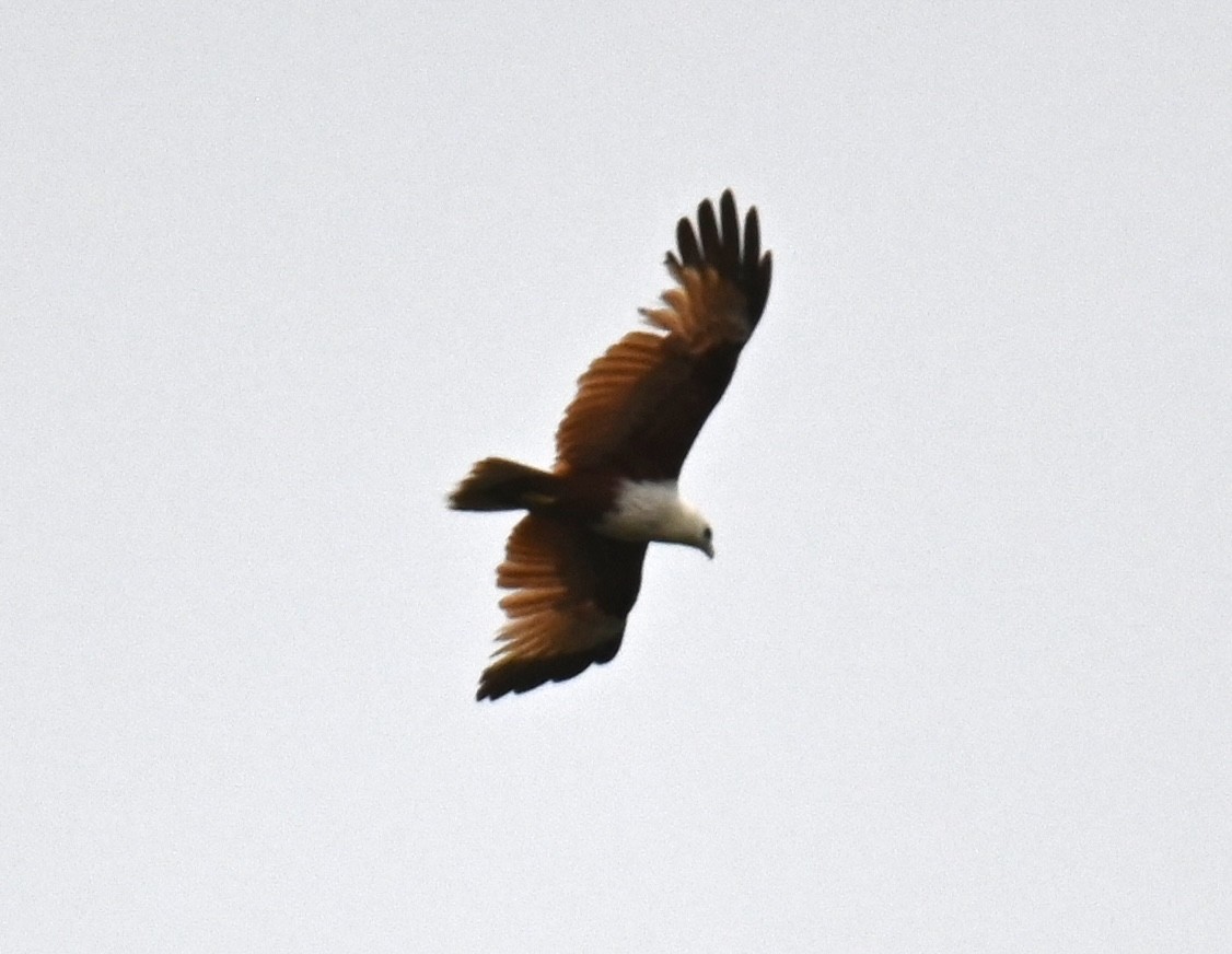 Brahminy Kite - ML644403072