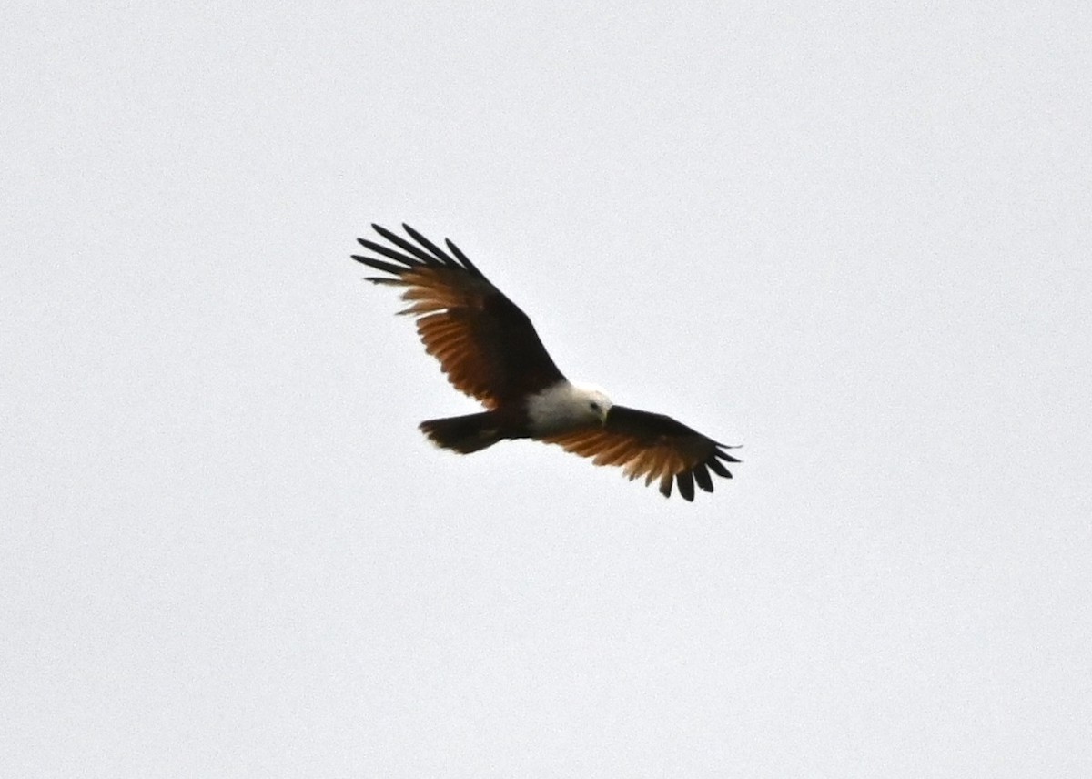 Brahminy Kite - ML644403073