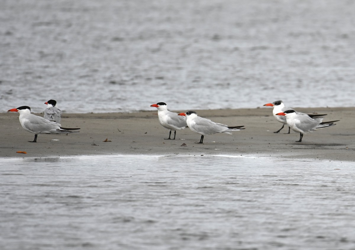Caspian Tern - ML644403074