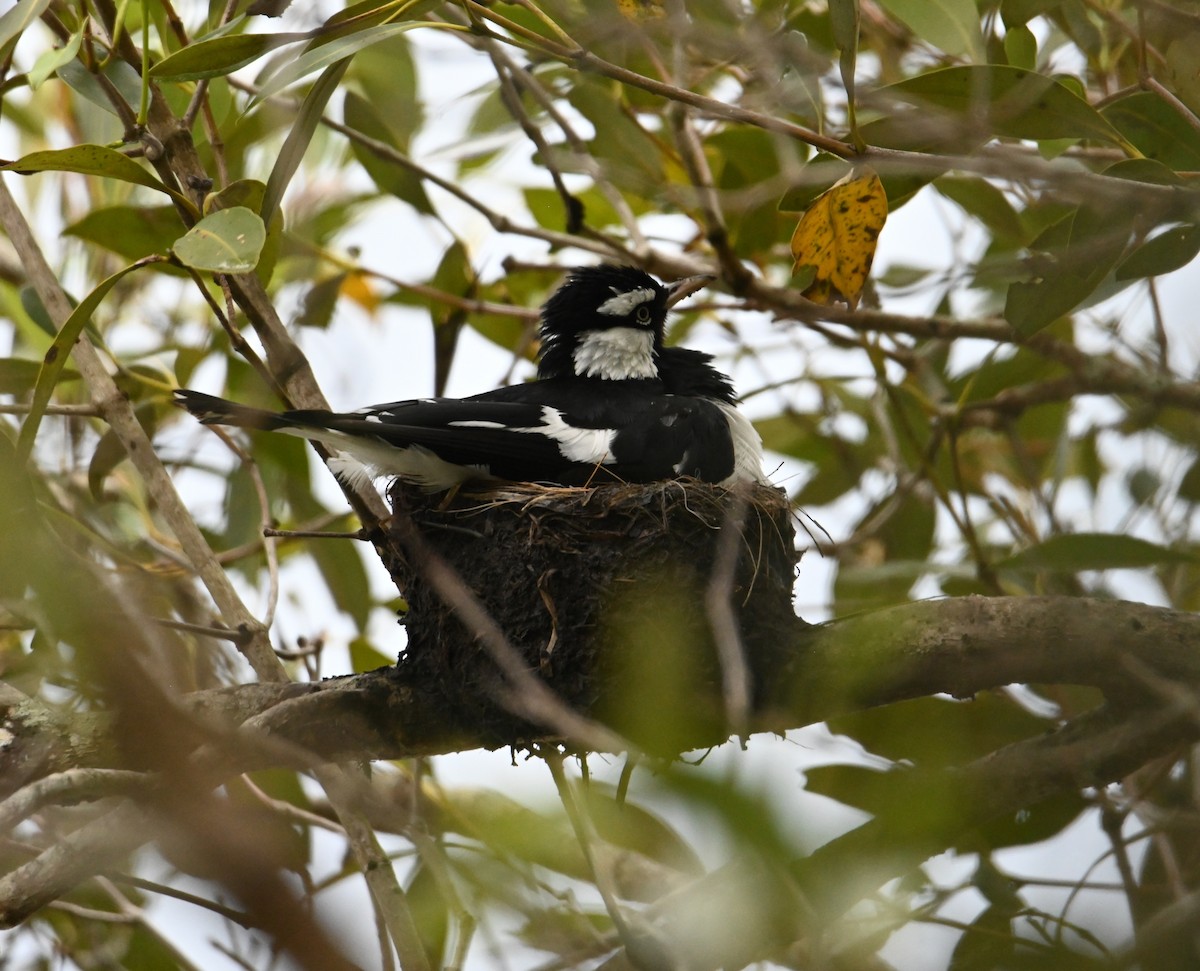 Magpie-lark - ML644403076