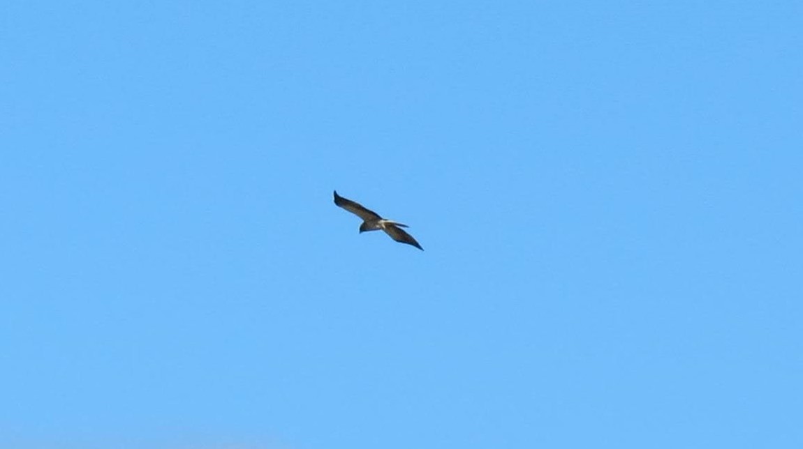 Booted Eagle - ML644403079