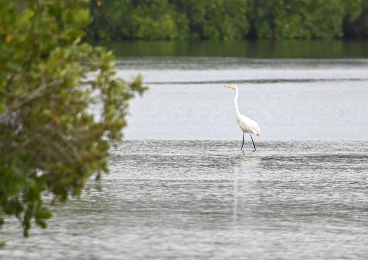 Great Egret - ML644403085