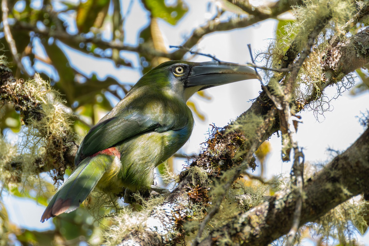 Blue-banded Toucanet - ML644403086