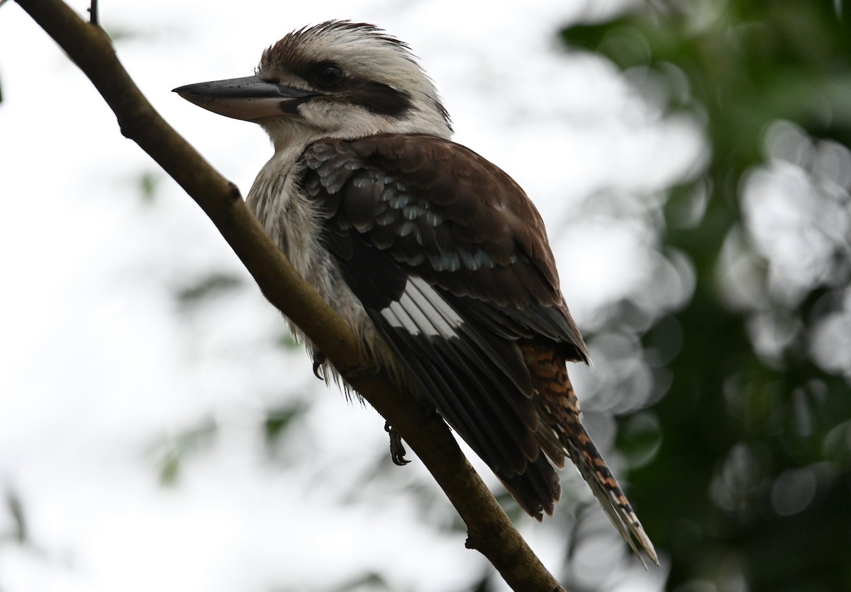 Laughing Kookaburra - ML644403087