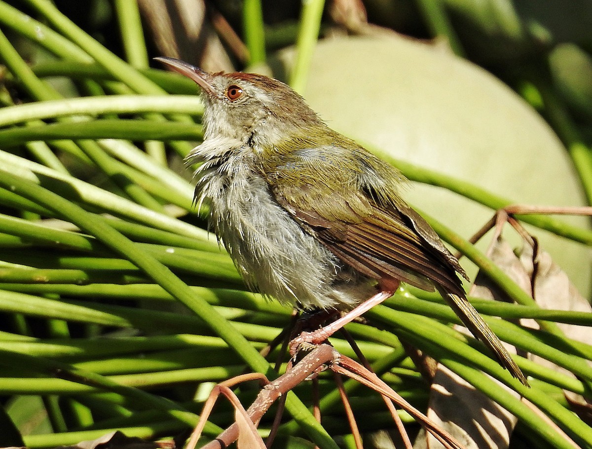 Common Tailorbird - ML644403089