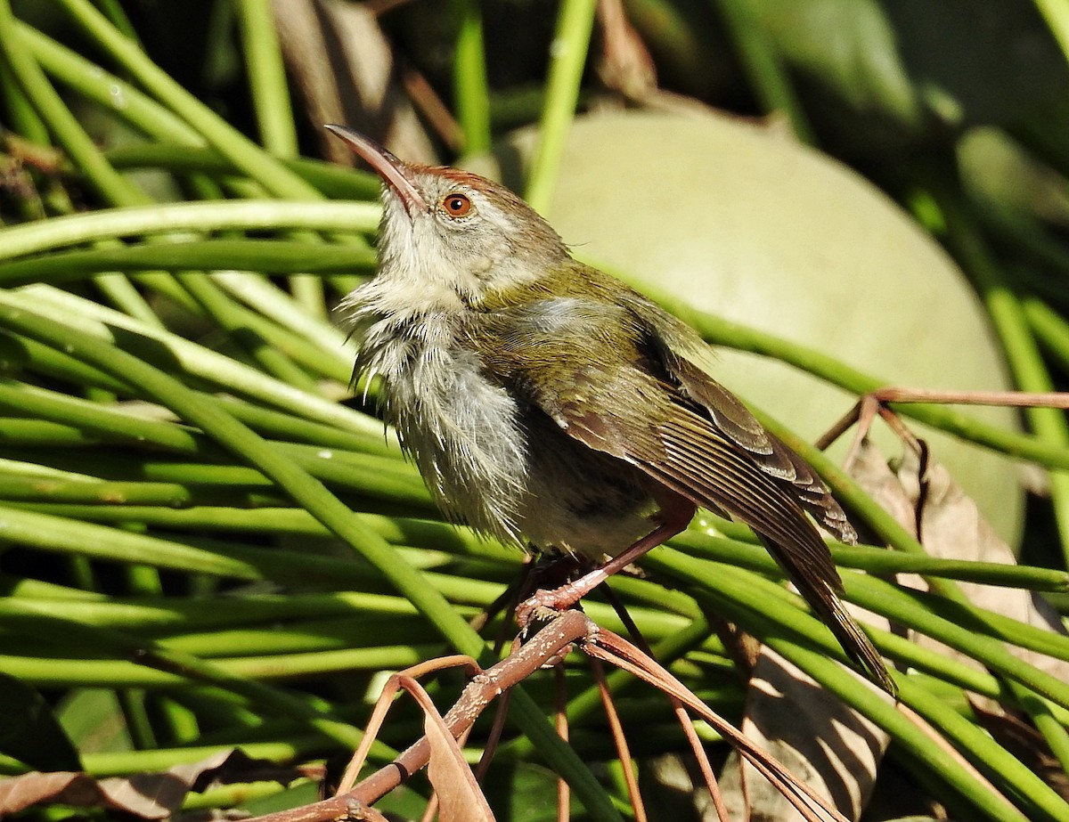 Common Tailorbird - ML644403090