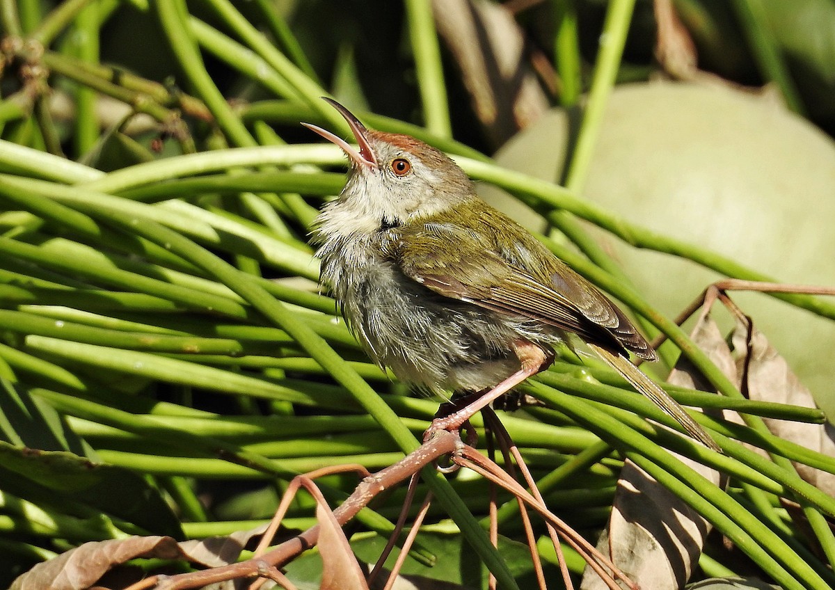 Common Tailorbird - ML644403091
