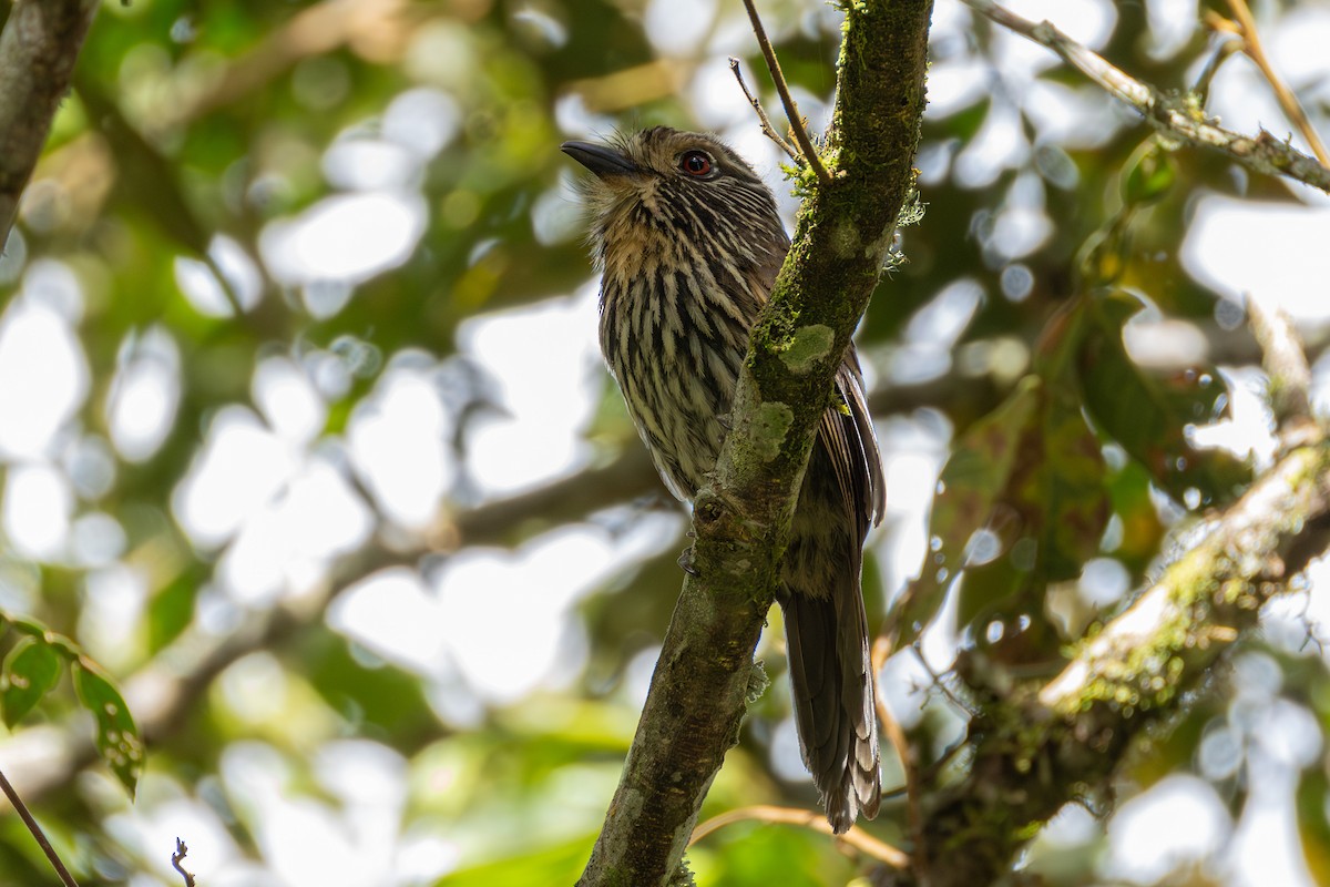 クロスジオオガシラ - ML644403092