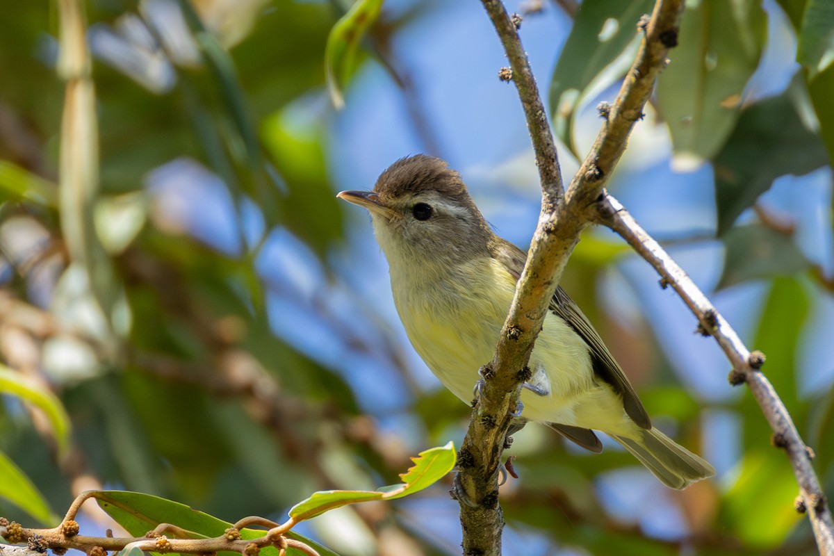 Brown-capped Vireo - ML644403094