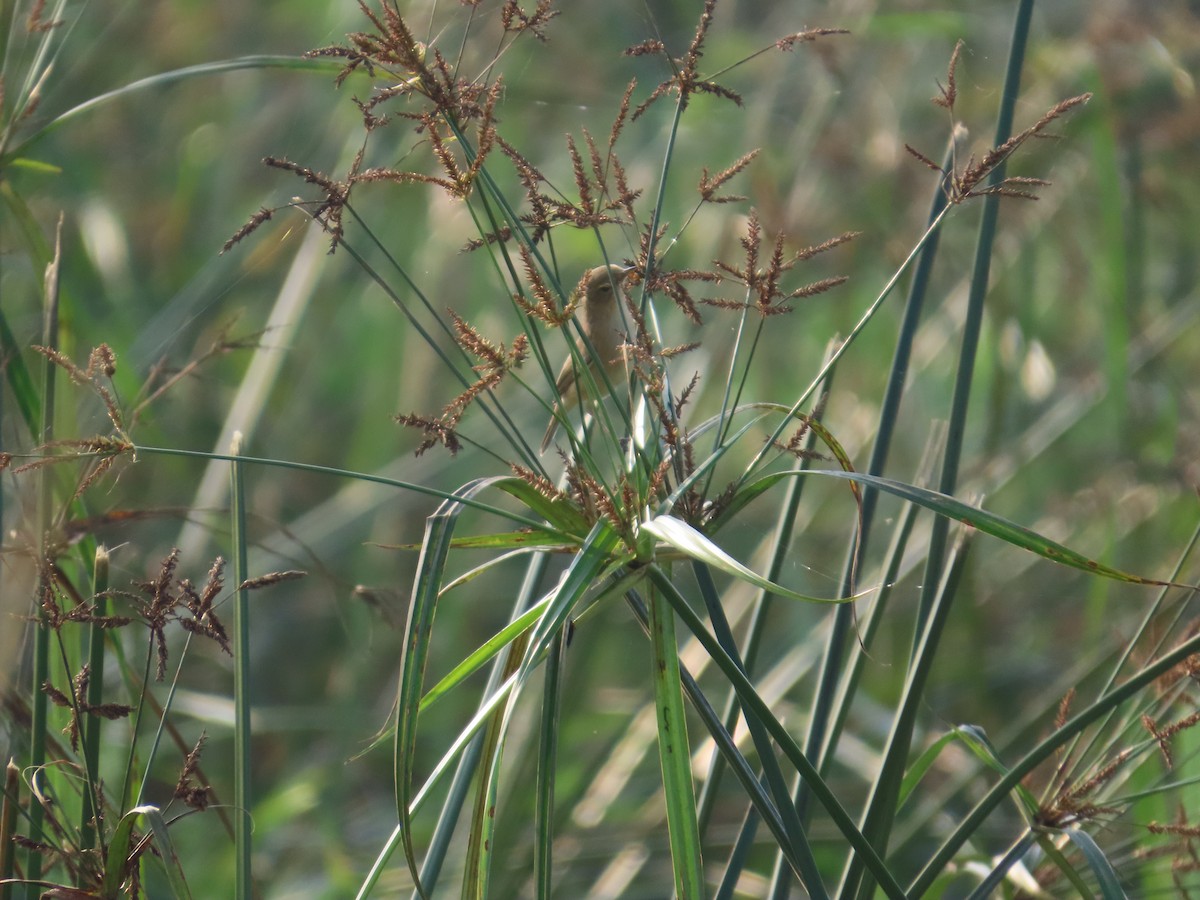 Clamorous Reed Warbler - ML644403105
