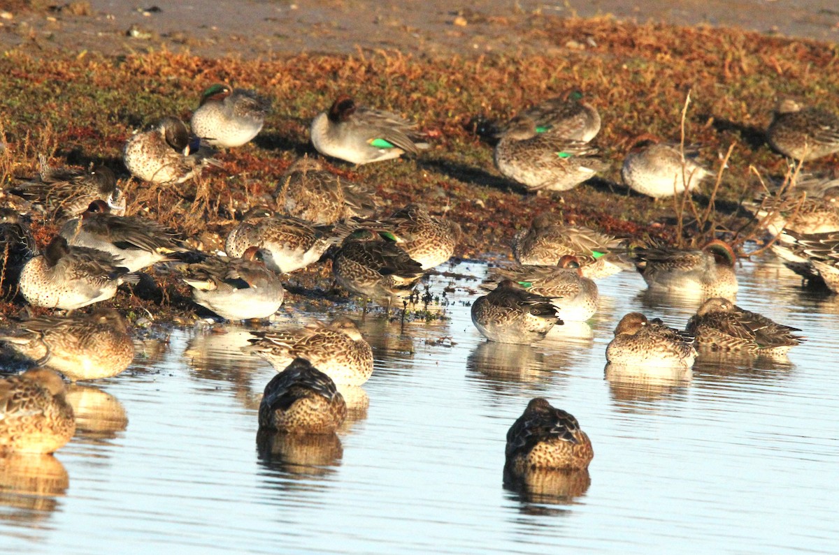 Green-winged Teal (Eurasian) - ML644403106