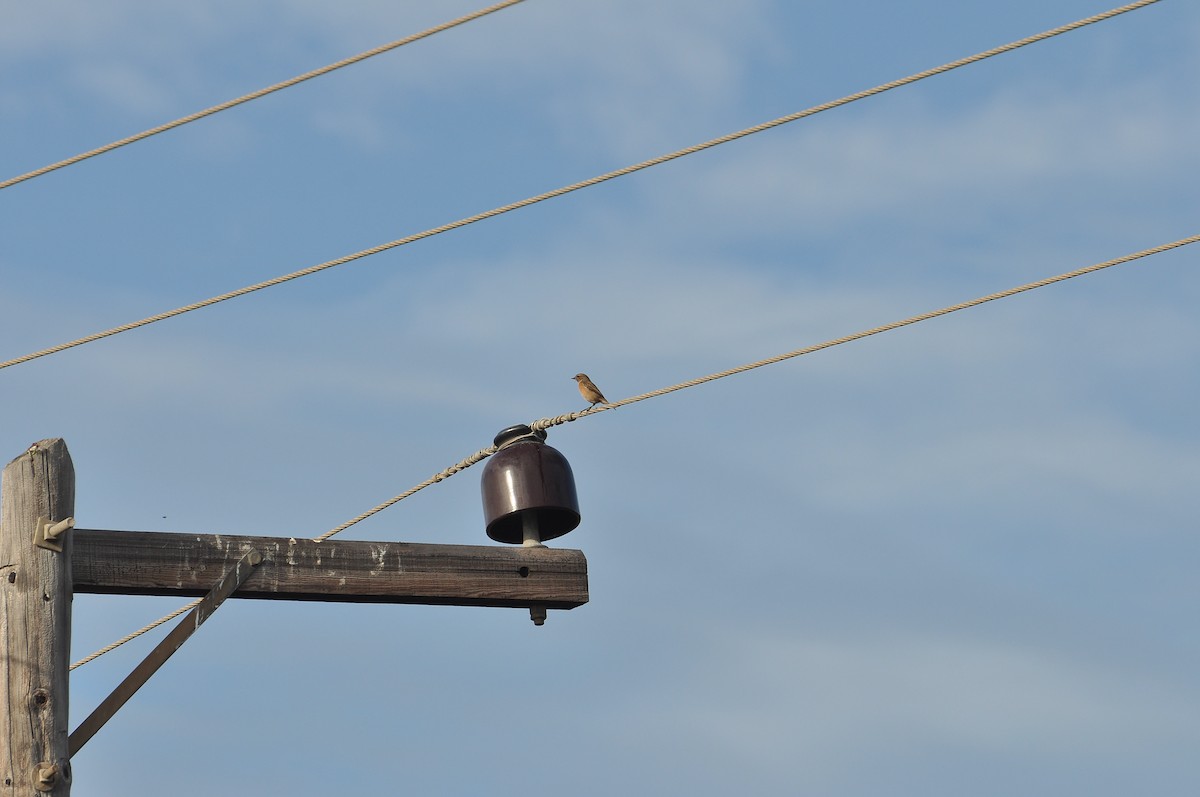 European Stonechat - ML644403107