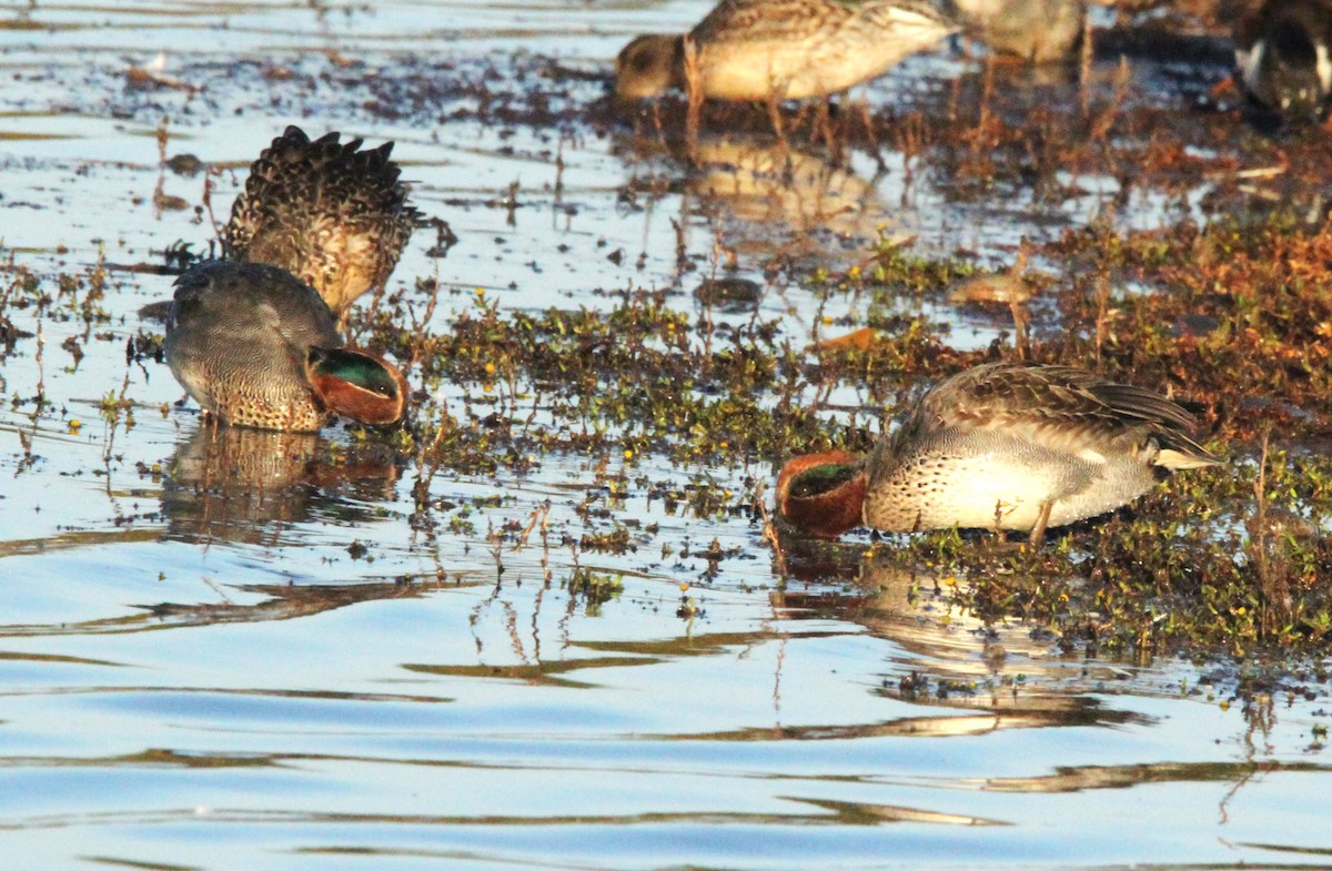 Green-winged Teal (Eurasian) - ML644403108