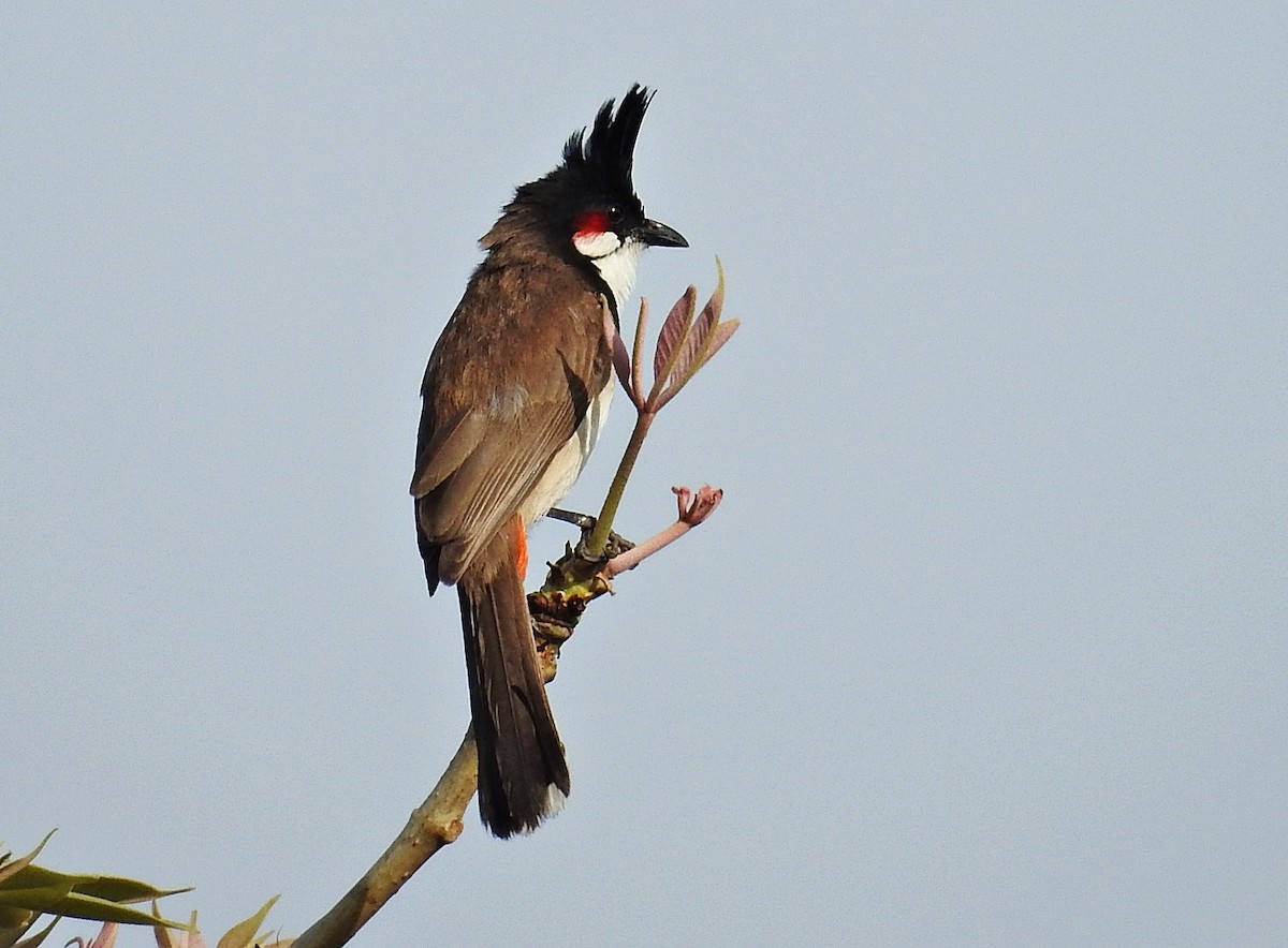 Red-whiskered Bulbul - ML644403109