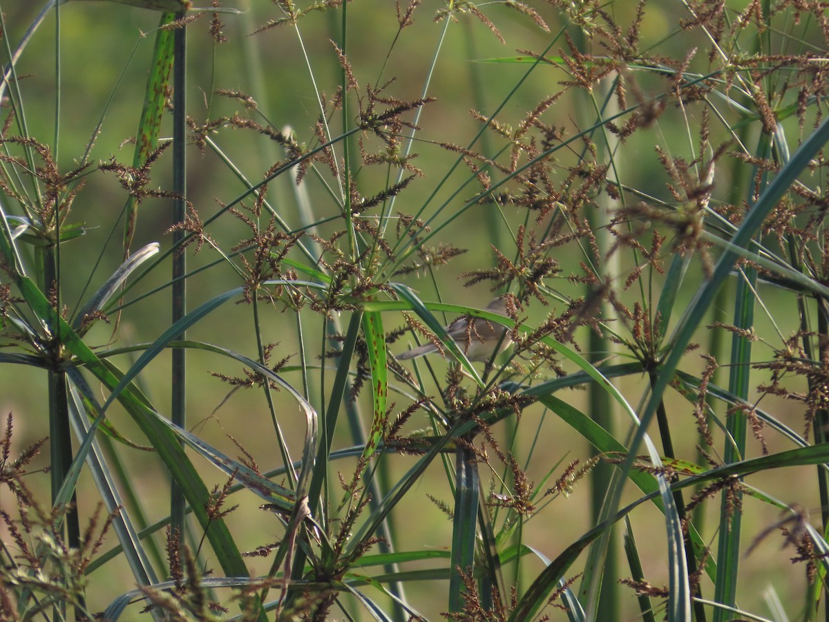 Clamorous Reed Warbler - ML644403110