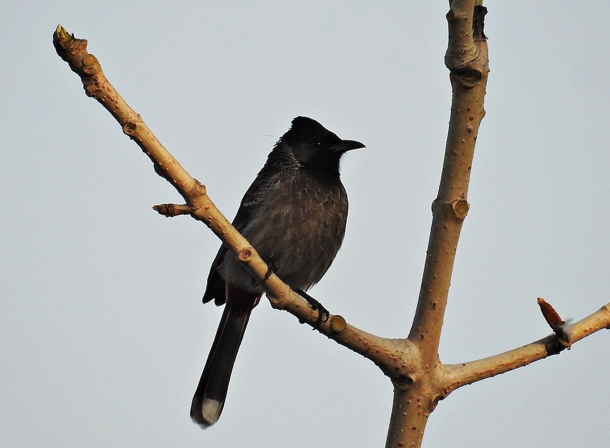 Red-vented Bulbul - ML644403114