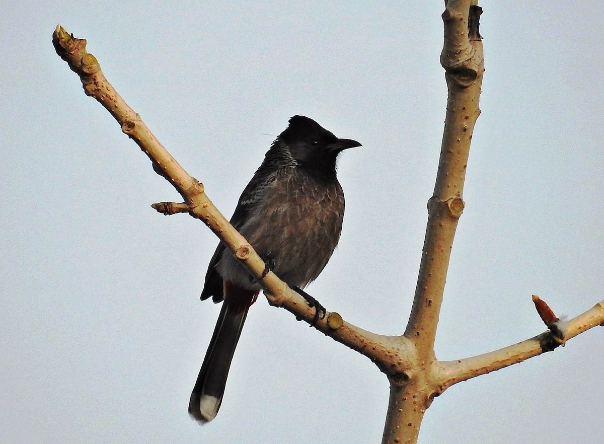 Red-vented Bulbul - ML644403115