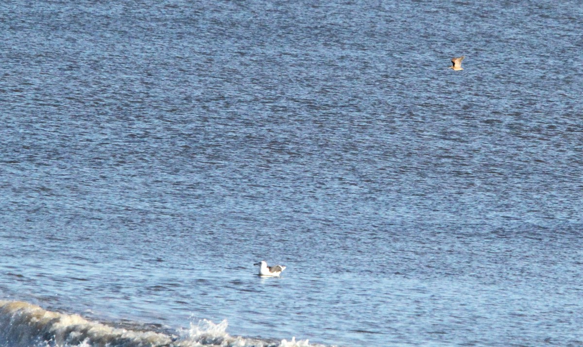 Chocha Perdiz - ML644403116