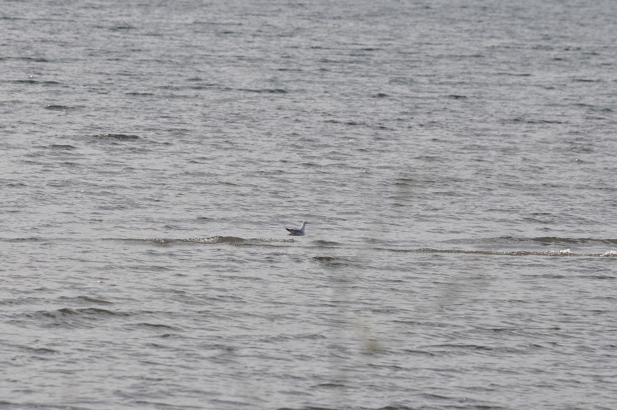 Slender-billed Gull - ML644403117