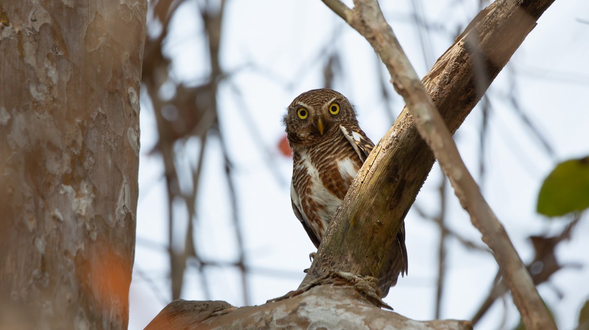Asian Barred Owlet - ML644403118