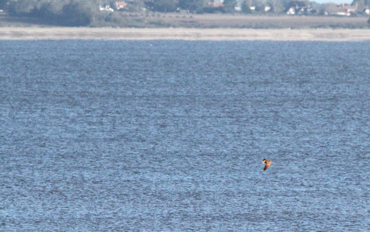 Chocha Perdiz - ML644403119