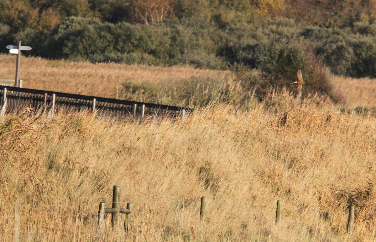 Chocha Perdiz - ML644403121