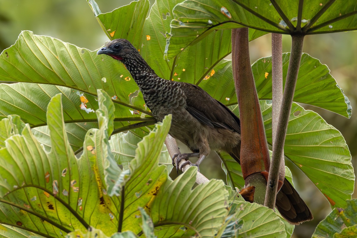 Speckled Chachalaca - ML644403125