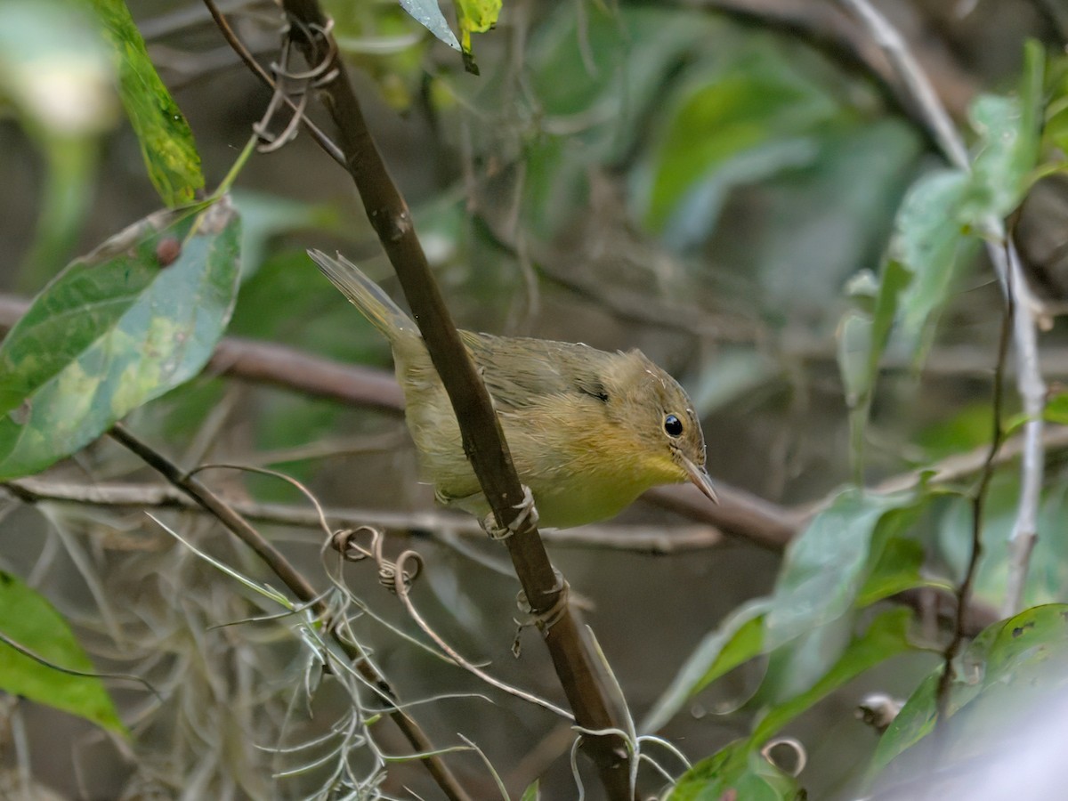 nordgulstrupe - ML644403129