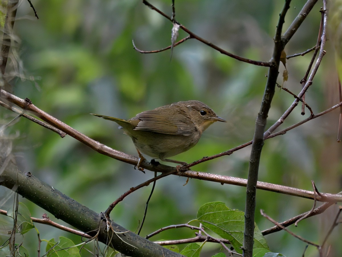 nordgulstrupe - ML644403130