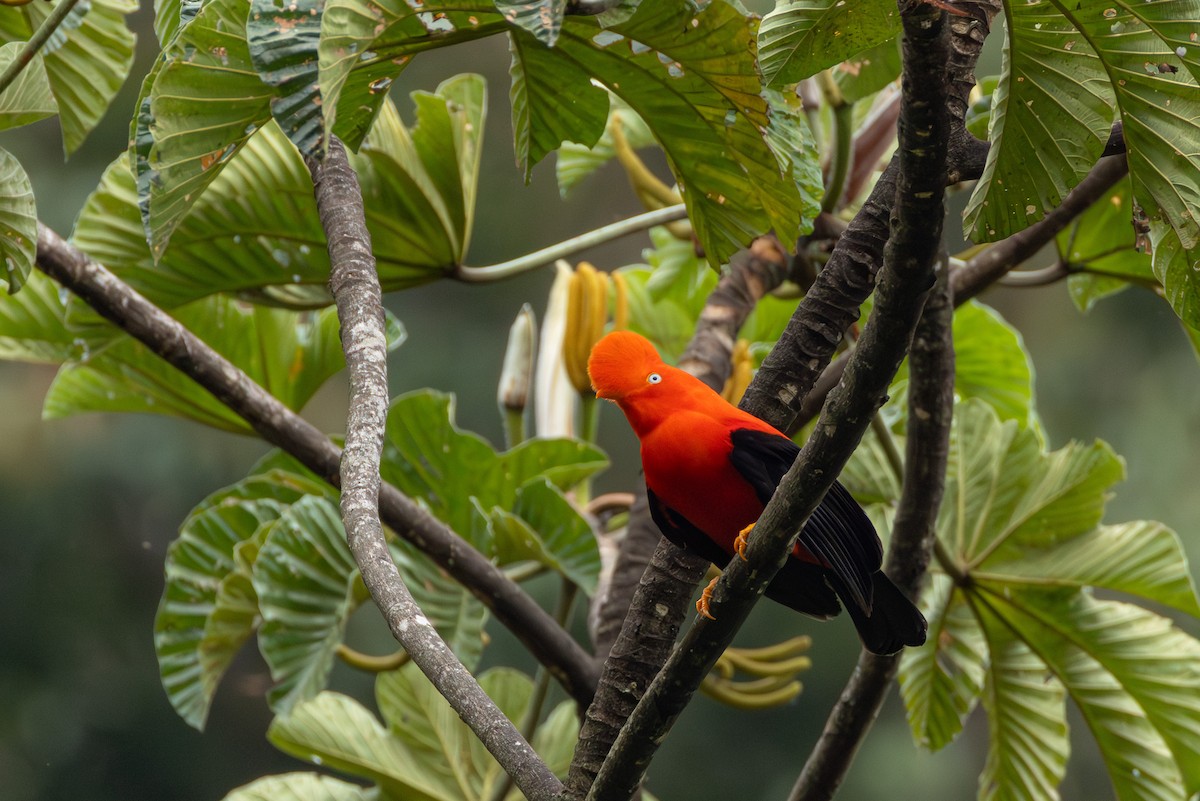 Andean Cock-of-the-rock - ML644403131
