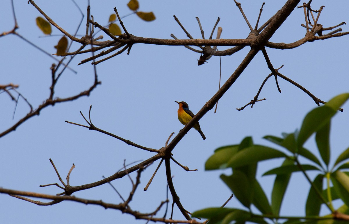 Ruby-cheeked Sunbird - ML644403133
