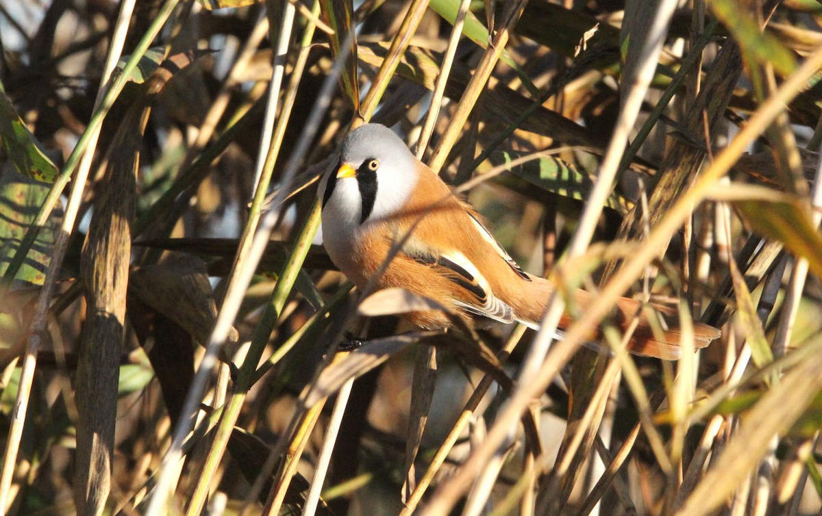 ヒゲガラ - ML644403135