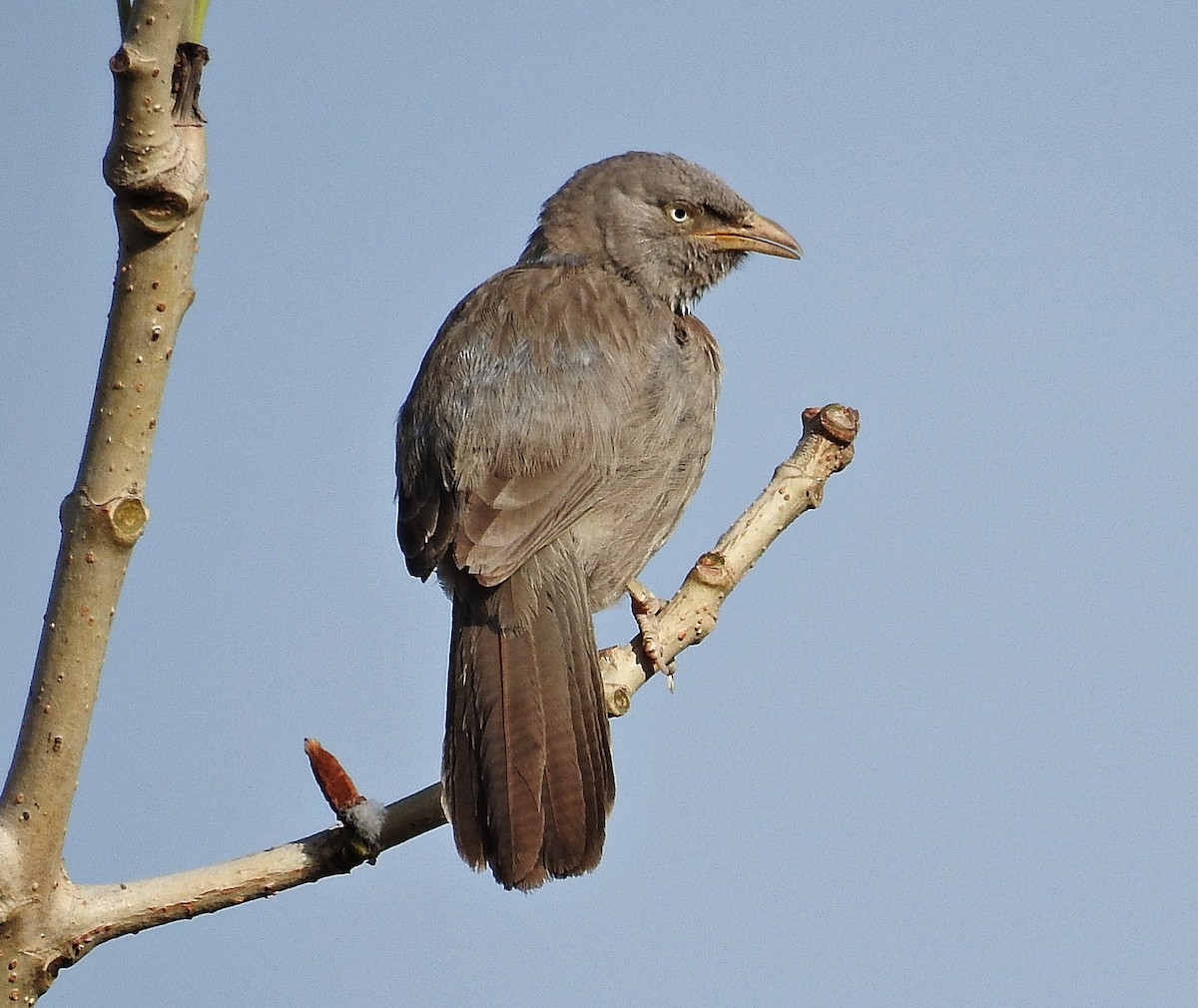 Jungle Babbler - ML644403136