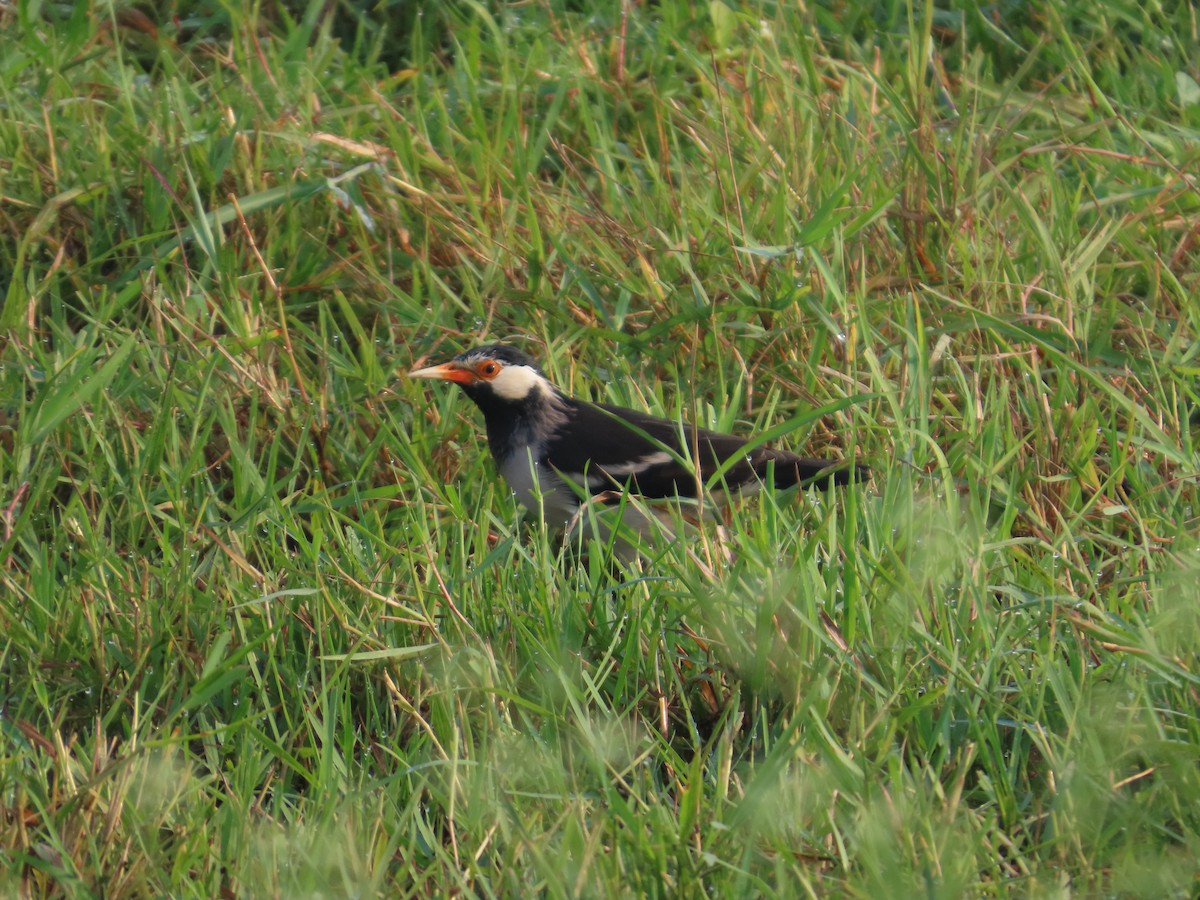 Indian Pied Starling - ML644403138