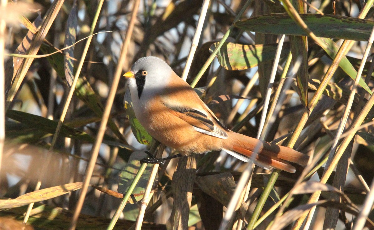 ヒゲガラ - ML644403140