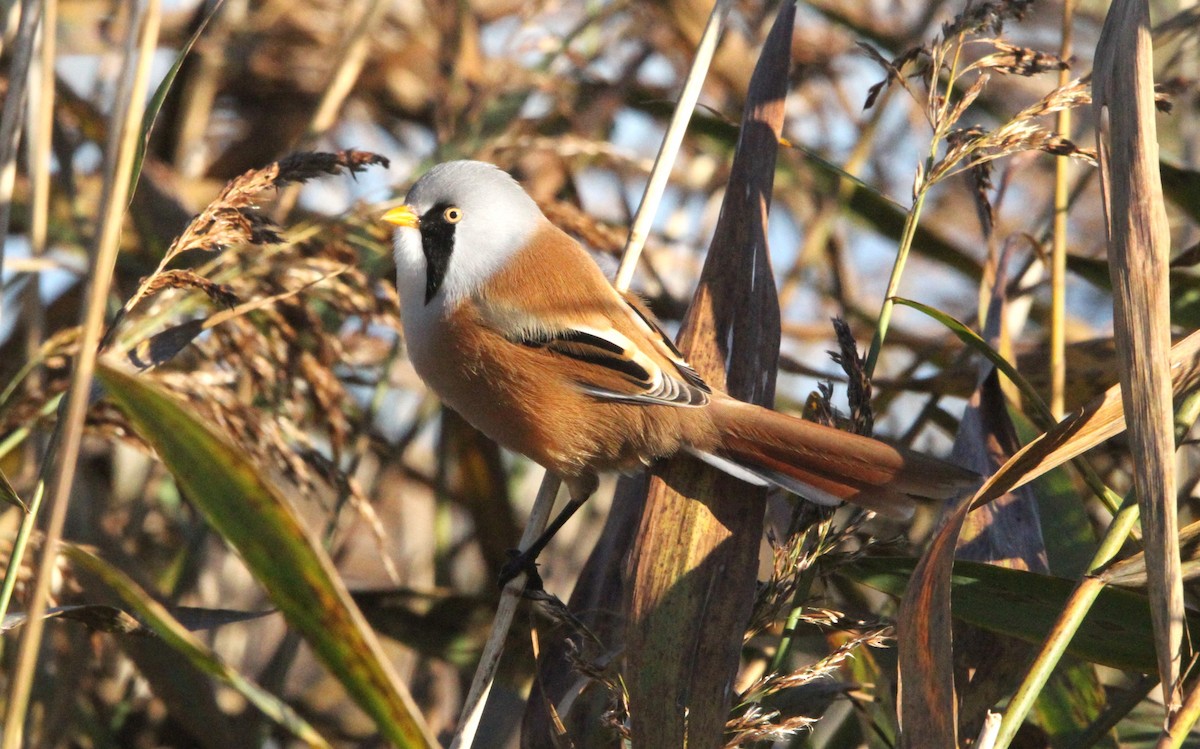 ヒゲガラ - ML644403142