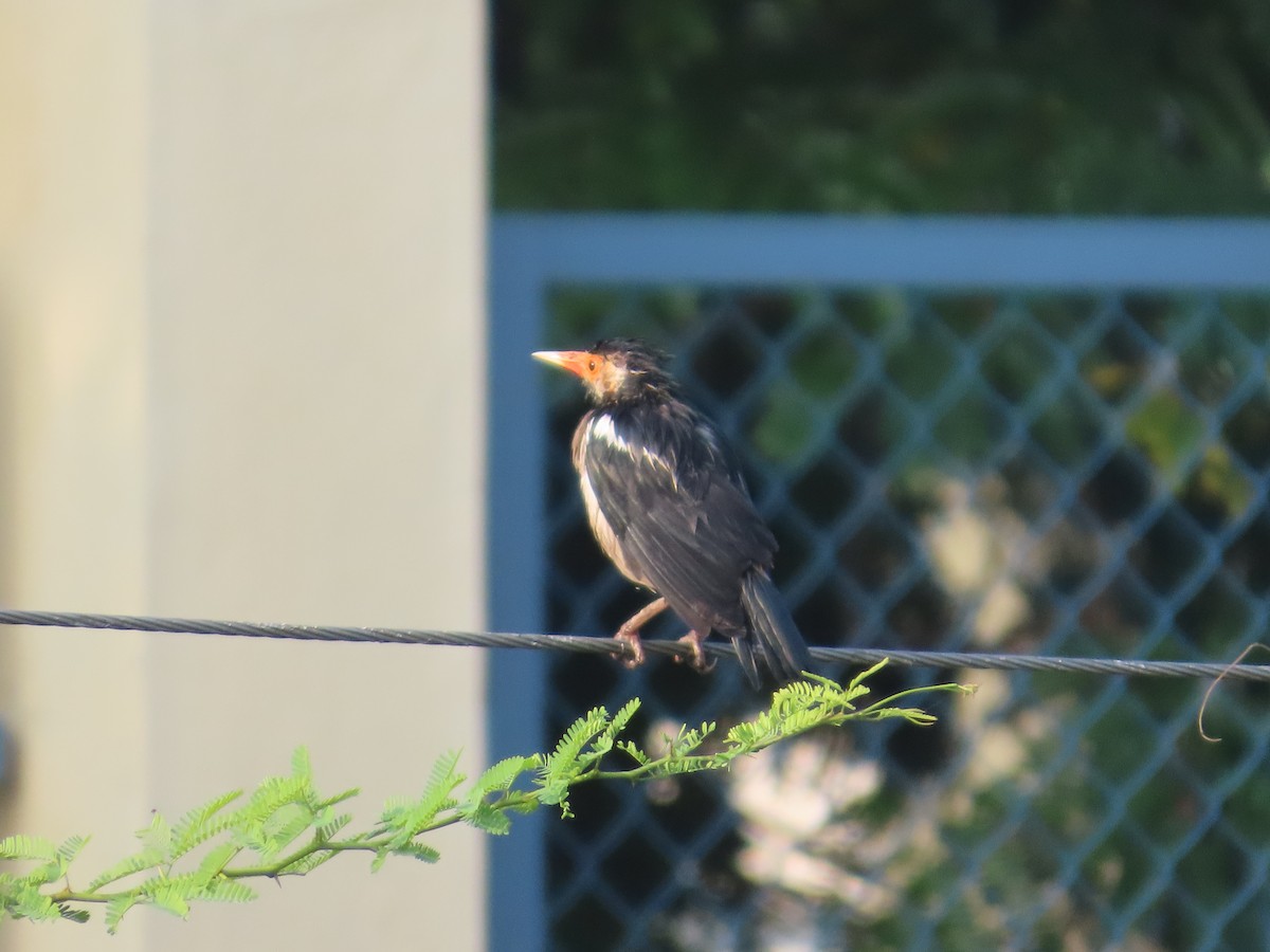Indian Pied Starling - ML644403143