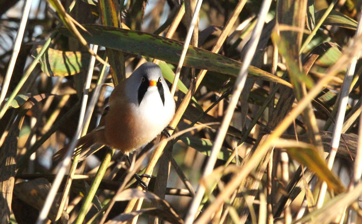 ヒゲガラ - ML644403145