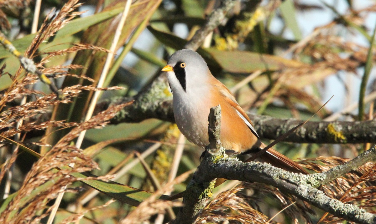 ヒゲガラ - ML644403147