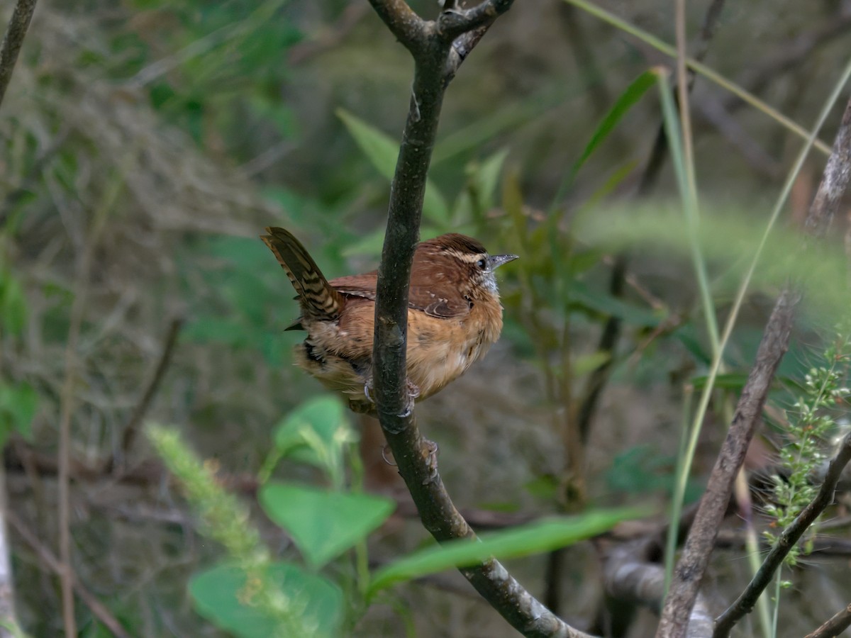 Cucarachero de Carolina - ML644403148