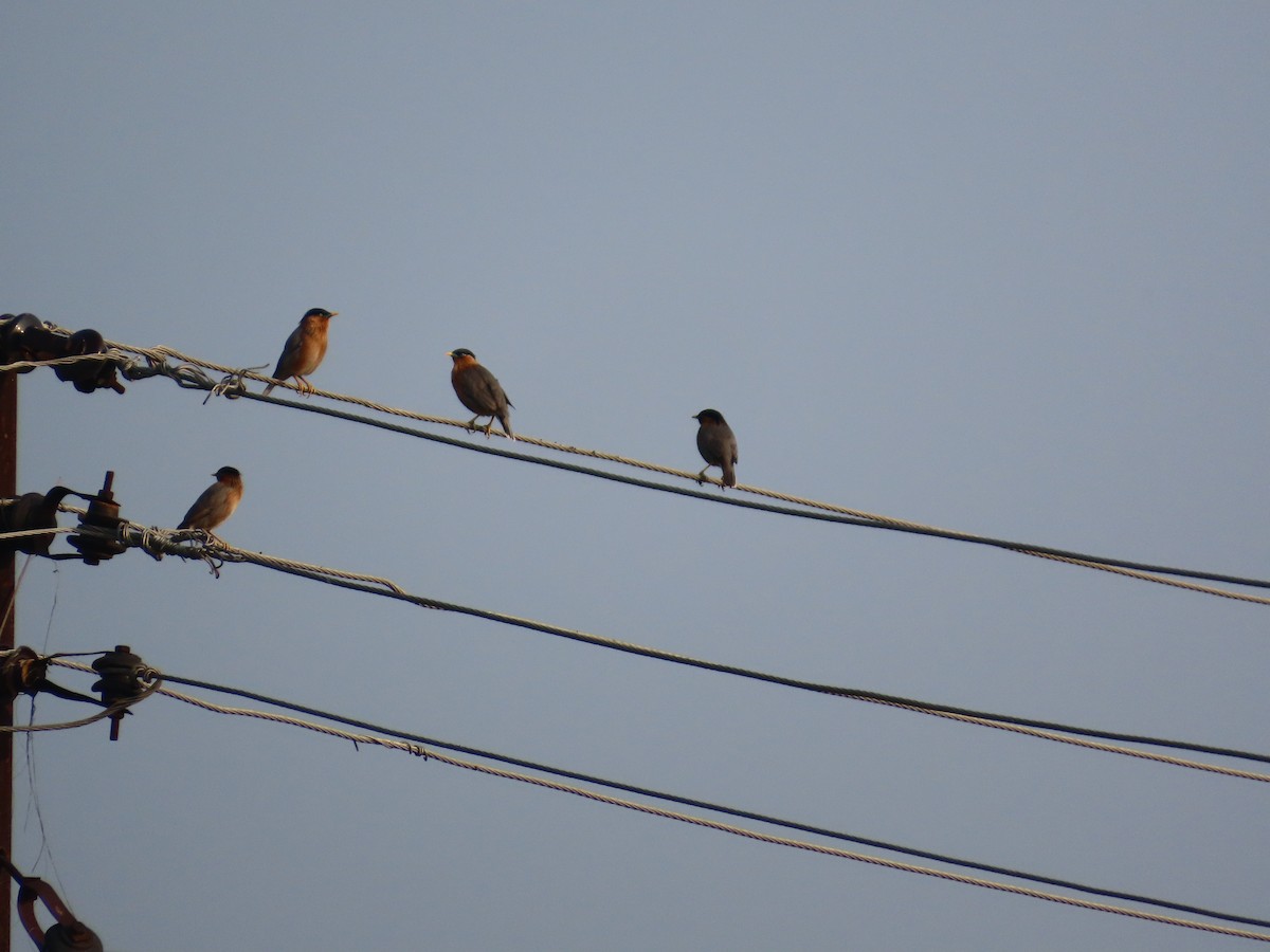 Brahminy Starling - ML644403163