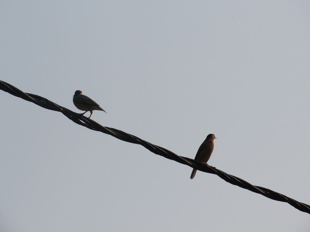 Brahminy Starling - ML644403167