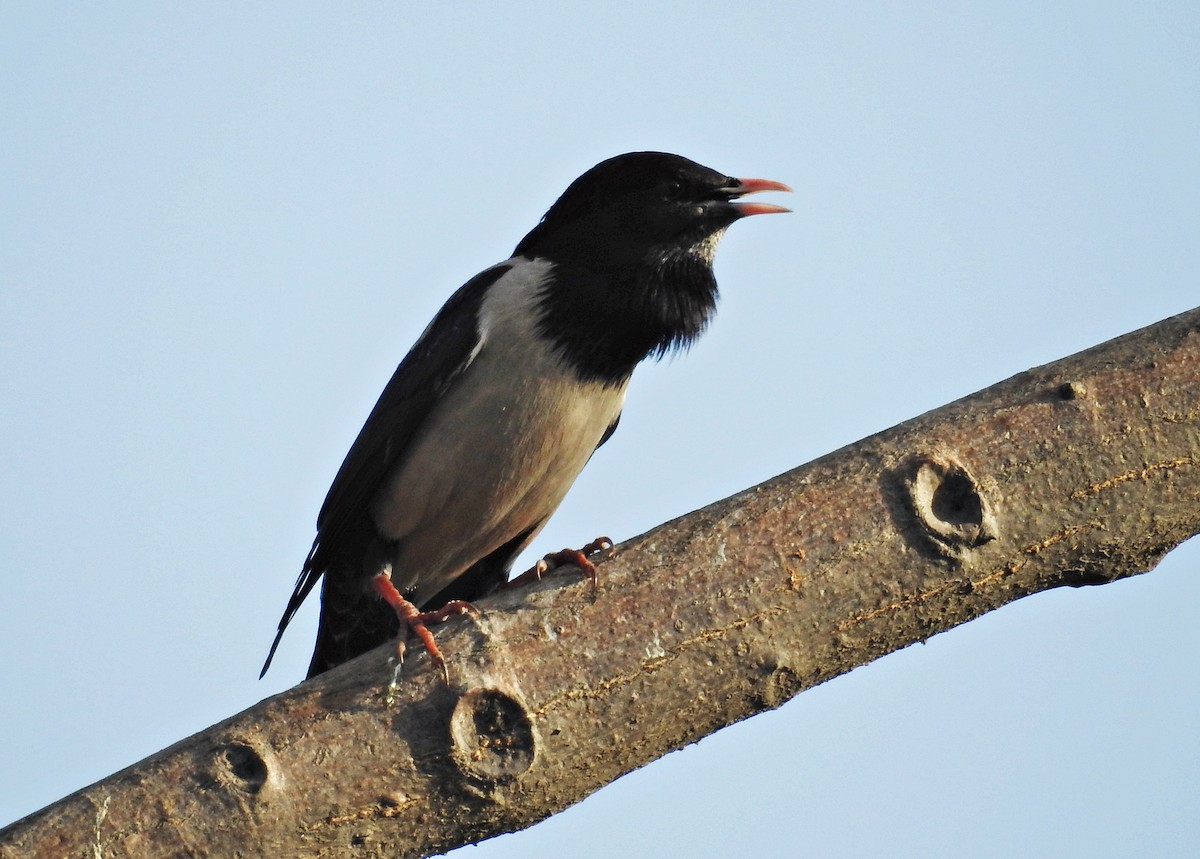 Rosy Starling - ML644403169